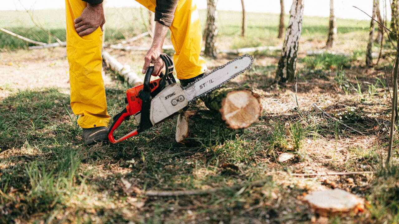 Best Large Tree Removal  in Ahoskie, NC